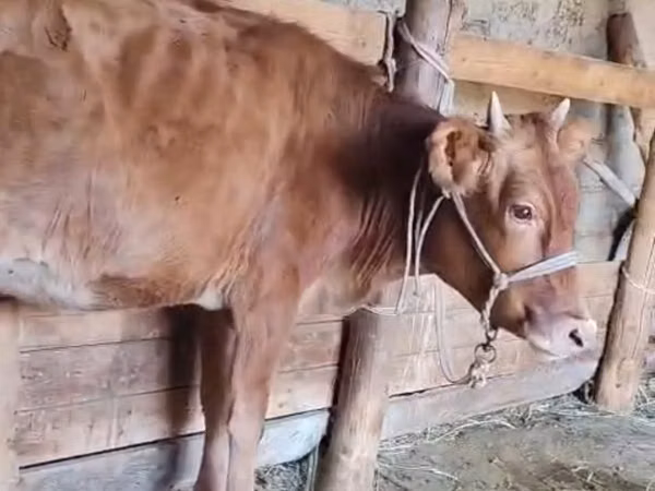 Vache, Bovins — Kazakhstan