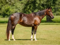 Hoppe, American paint horse — foto 8