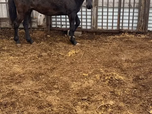 Kuda betina, Horses — Kazakhstan