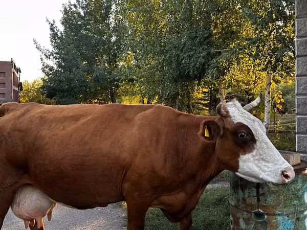 Cow, Kazakh White-headed cow — Kazakhstan