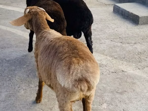 Kambing jantan, Sheep — Uzbekistan