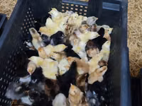 Chickens — ფოტო 2