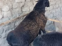 Ram, Sheep — photo 2