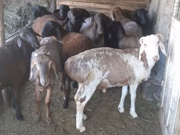 بز نر, بز — قزاقستان