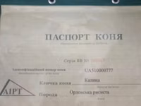 Бээ, Орловский жоргоо — сүрөт 4