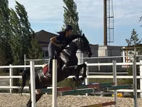 Kısrak, Friesian sport horse — foto 2