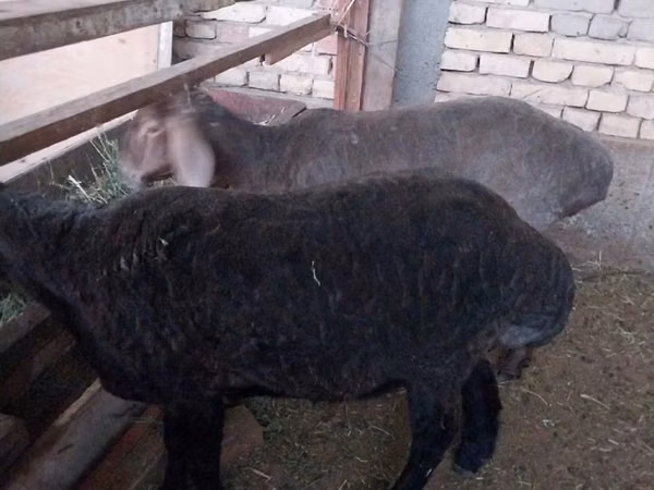 Carnero, Ovejas — Uzbekistán