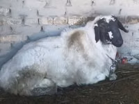 Ram, Sheep — photo 2