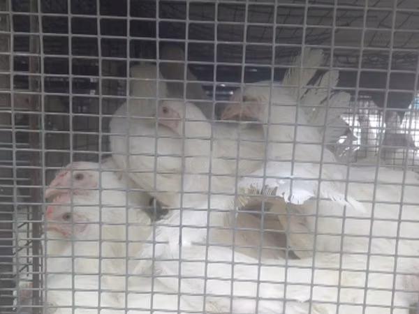 Chickens — Russia