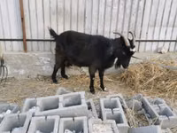 Echki, Czech Brown Shorthaired goats — 3-rasm