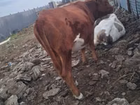 Cow, Cattle — photo 3