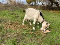 母山羊, Goats — 照片 4