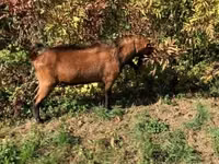 Ziegenbock, Alpine goat — Foto 1