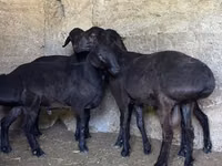 Ram, Sheep — photo 2