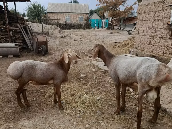 Ram, Arashan sheep