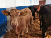 Bovins (lot, sexe non indiqué), Simmental cattle — photo 4