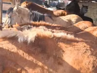 घोड़ा, Kazakh horse — फ़ोटो 3