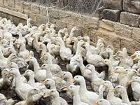 Ducks — عکس 3