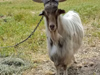 Billy Goat, Goats — photo 3