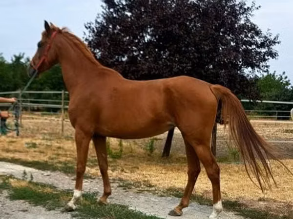 Mare, Horses — Hungary