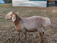 Ram, Arashan sheep — photo 4