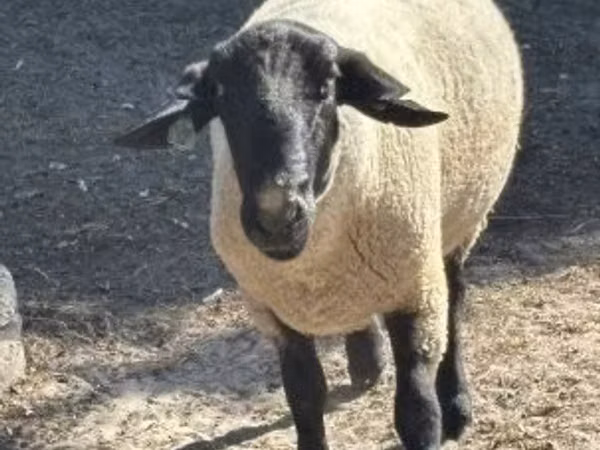 숫양, White Suffolk sheep