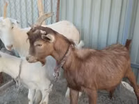 Billy Goat, Goats — photo 3