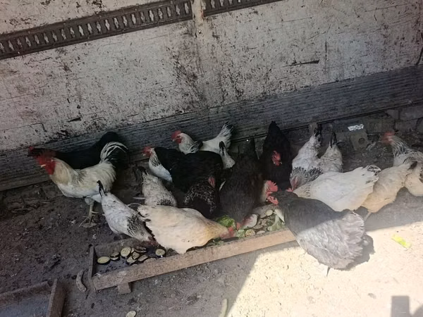 Chickens — Kyrgyzstan