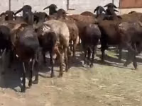 میش, گوسفند — عکس 3