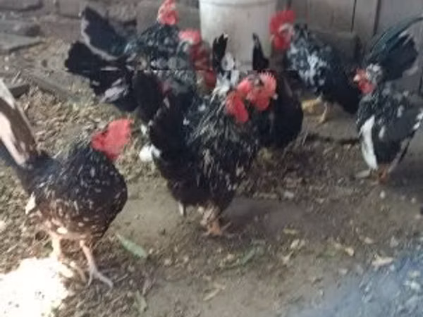 Chickens — Угорщина