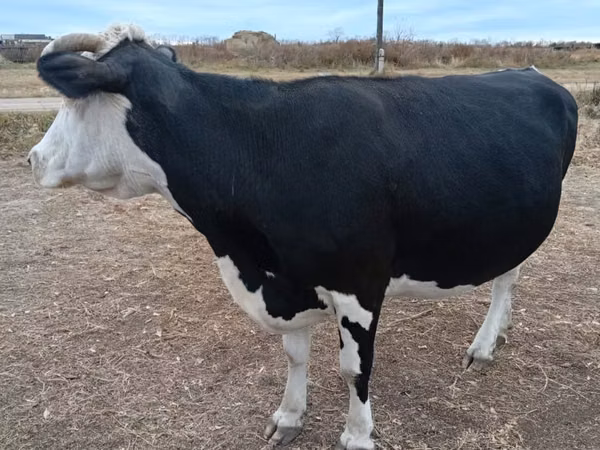 雌牛, Russian Black pied cattle — カザフスタン