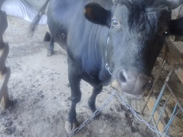 Bull, Cattle — Uzbekistan