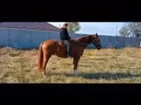 Hingst, Kisber felver — foto 1