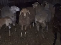 암양, 양 — 사진 3