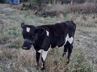 Cow, Cattle — photo 3