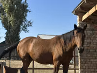 گھوڑی, Arabian horse — تصویر 2