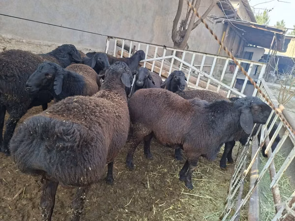 Widder, Hissar sheep