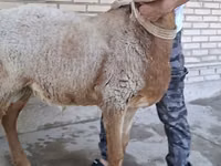 Ovan, Arashan sheep — fotografija 1