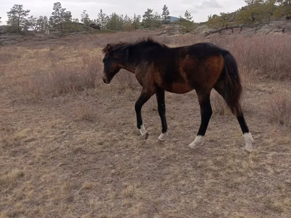 ፈረስ, Kazakh horse — ካዛኪስታን