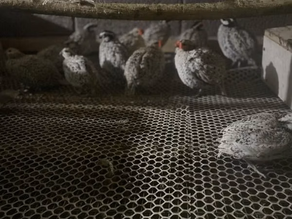 Bobwhite — Kyrgyzstan