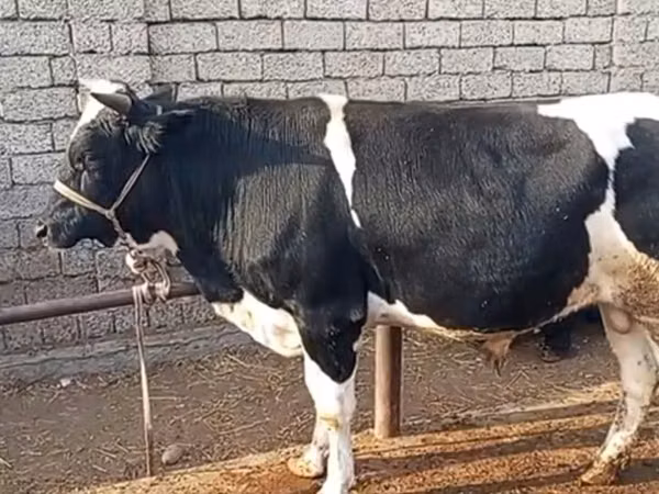 Byk, Russian Black pied cattle