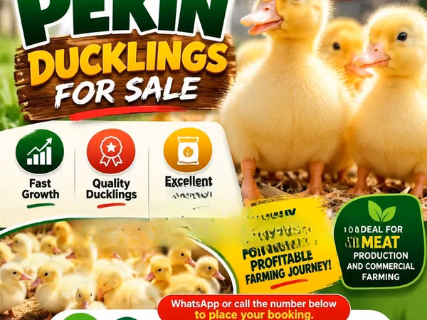 American Pekin