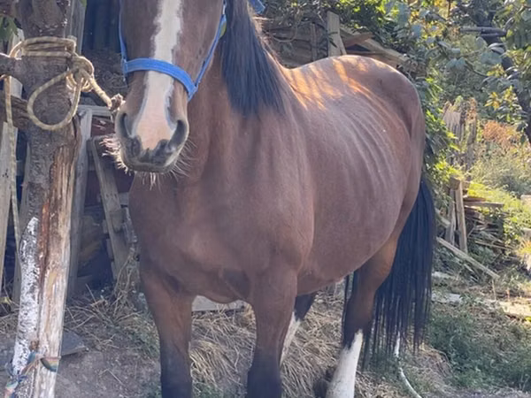 Mare, Horses — Kyrgyzstan