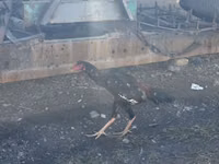 Chickens — photo 6