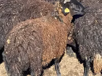 Sheep (batch, sex not specified), Karachay sheep — photo 5