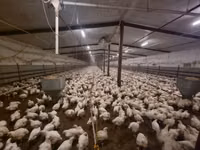 Geese — ছবি 8
