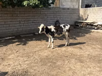 Skot (série, pohlaví neuvedeno), Russian Black pied cattle — foto 2