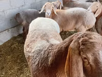 பெண் ஆடு, Arashan sheep — புகைப்படம் 3