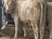 Cattle (batch, sex not specified), Hereford — photo 4