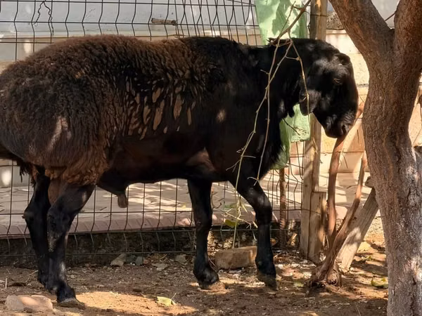 Ram, Rhon sheep — Uzbekistan